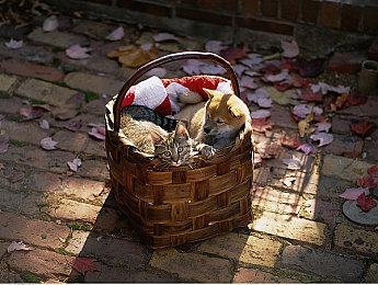 招聘广告暗示《霍格沃茨之遗》续作或在开发中